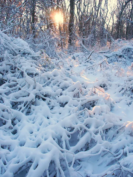 Allerton park winter landschap — Stockfoto