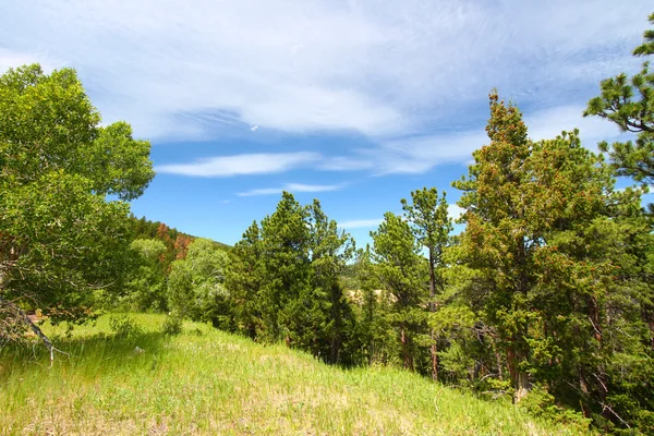 stock image Bighorn National Forest Wyoming