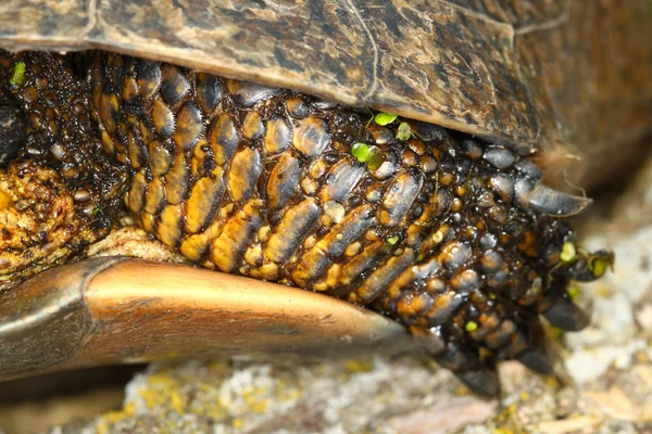 Blandings Perna de tartaruga — Fotografia de Stock