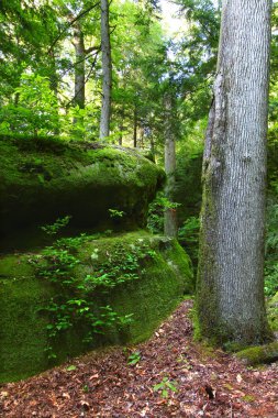 alabama'nın yemyeşil ormanları