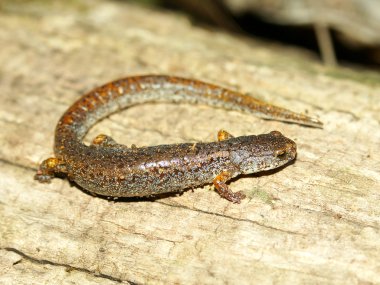 Four-toed Salamander (Hemidactylium scutatum) clipart
