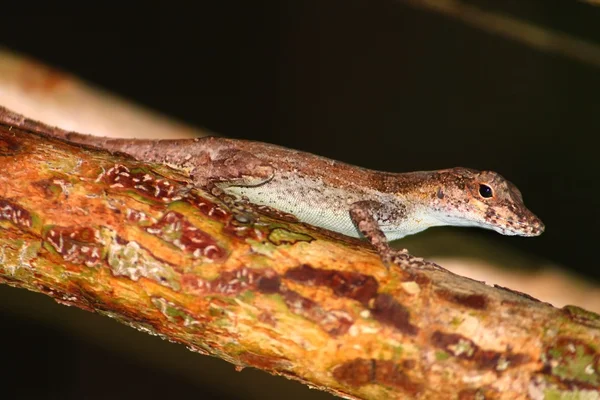 Anole at Guanica State Forest — Stock Photo, Image