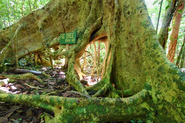 无花果树根系英属维尔京群岛 — 图库照片