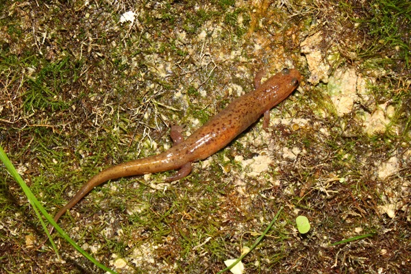 Salamandra-do-sol (Desmognathus conanti ) — Fotografia de Stock