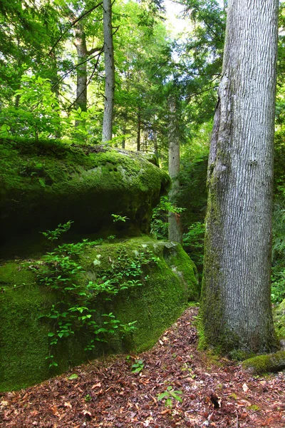 アラバマ州の緑豊かな森林 — ストック写真