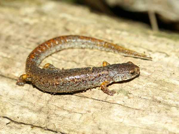Salamandra de quatro dedos (Hemidactylium scutatum ) — Fotografia de Stock