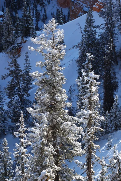 Çam ormanı içinde yoğun kar yağışı — Stok fotoğraf
