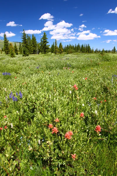 Bighorn Національна лісова польові квіти — стокове фото