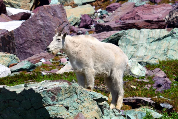 Mountain Goat (Oreamnos americanus) — Stock Photo, Image