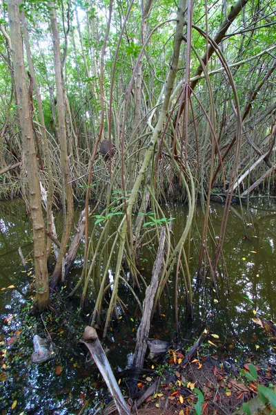 Mangrove i puerto rico — Stockfoto