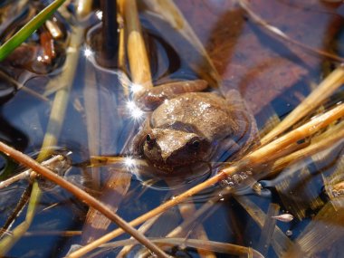 Bahar Peeper (Pseudacris crucifer)