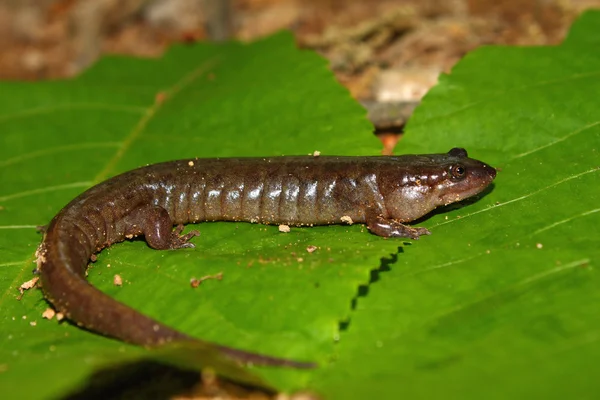 Dusky Salamander (Desmognathus conanti) — Stock Photo, Image