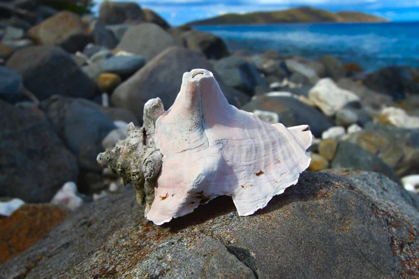 漂亮的贝壳-美属维尔京群岛 — 图库照片