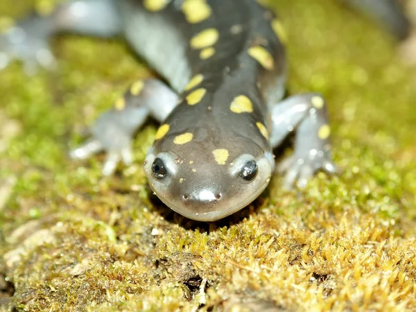 Salamandra manchada (Ambystoma maculatum ) — Fotografia de Stock