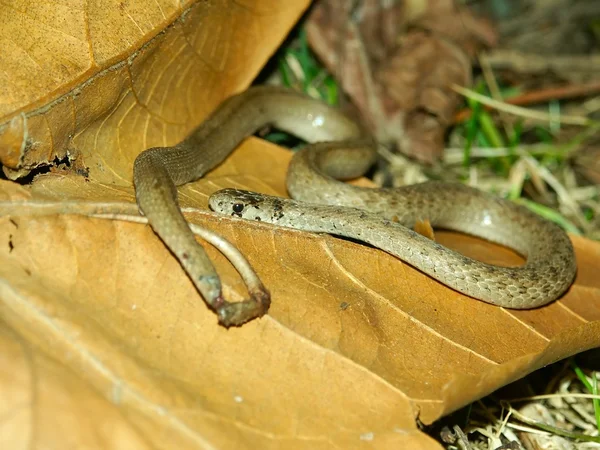 Brown Snake (Storeria dekayi) — Stockfoto