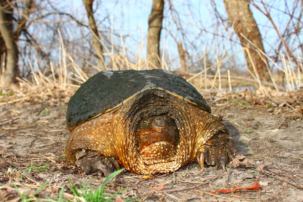 Snapping Turtle (Chelydra serpentina) — Stock Photo, Image