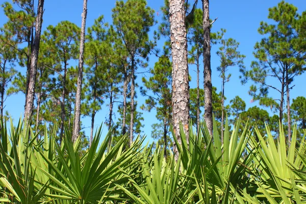 Pine Flatwoods - Florida — Stockfoto