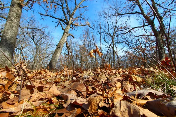 Escena forestal - Illinois — Foto de Stock