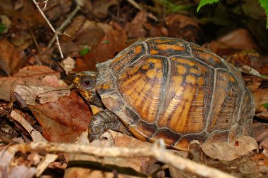 Kutusu kaplumbağa (Terrapene carolina)