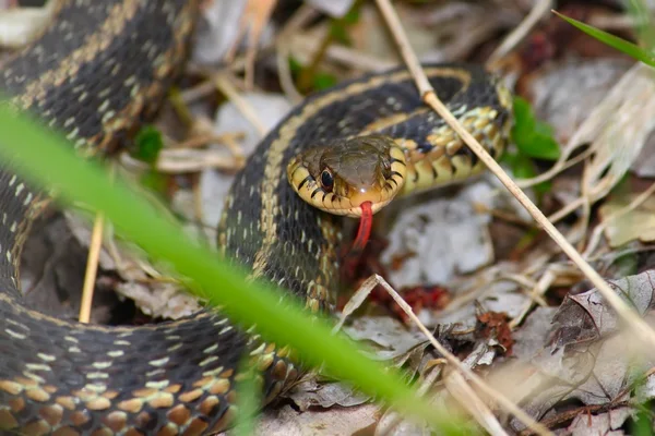 Garter Snake (Thamnophis sirtalis) — Stock Photo, Image