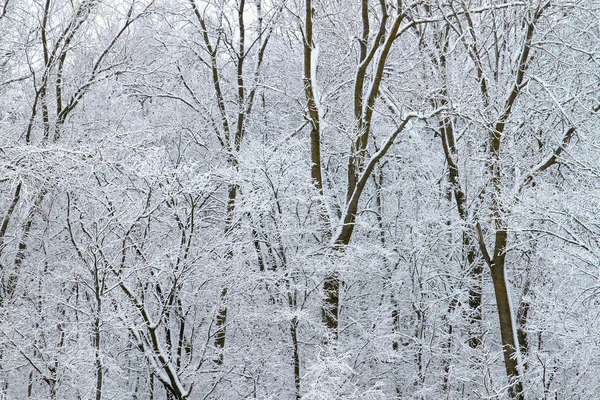 Invernal - illinois — Foto de Stock