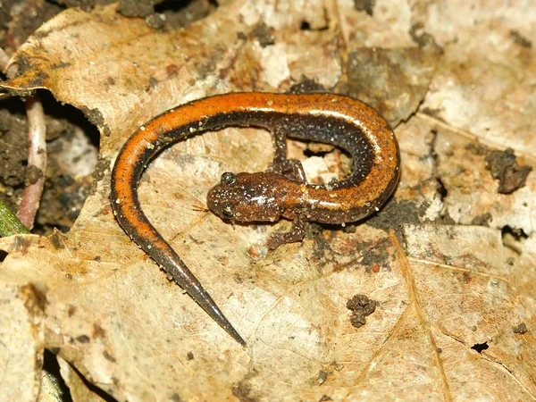 Salamandra-ruiva (Plethodon cinereus ) — Fotografia de Stock