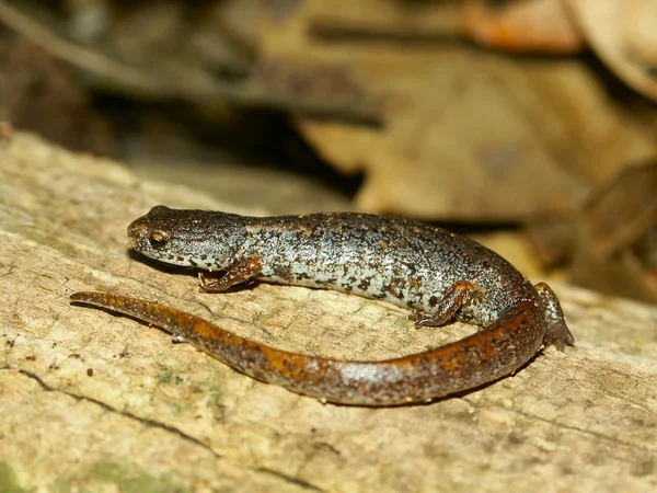 Čtyři poslouchal Salamander (Hemidactylium scutatum) — Stock fotografie