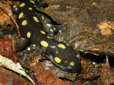 Benekli semender (Ambystoma maculatum)