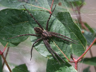 Karanlık balıkçılık örümcek (Dolomedes tenebrosus)