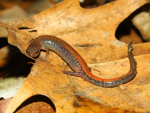Redback salamander (plethodon cinereus) — Stockfoto