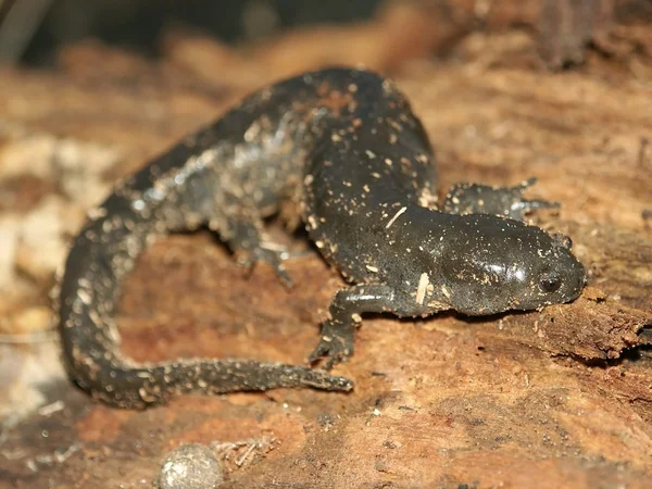 Salamander (Ambystoma texanum) ) — стоковое фото