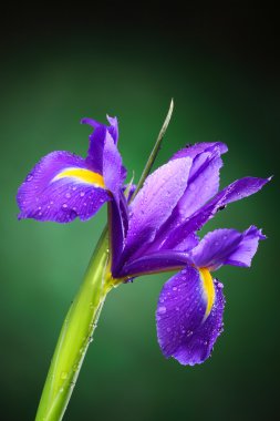 Iris