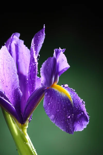 stock image Iris