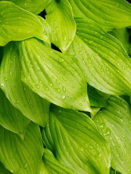 stock image Green leafs background