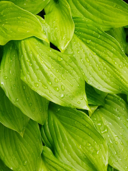 Gröna blad bakgrund Stockbild