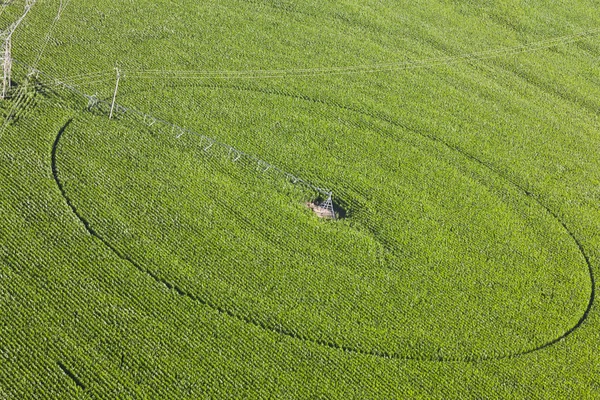 stock image Green meadow