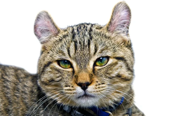 Kočičí výraz na bílém pozadí — Stock fotografie