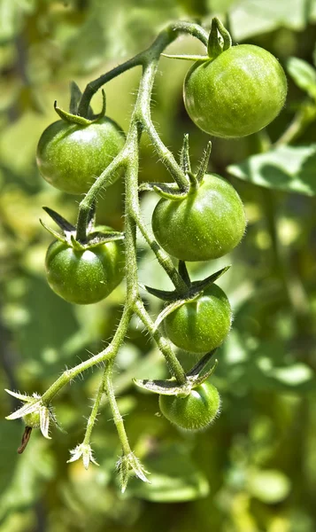 stock image Cherry Tomatoes on Vine