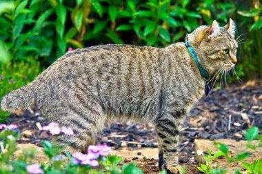 Highland Lynx Cat in Garden clipart