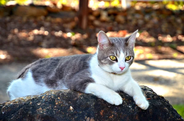 Katze auf einem Felsen — Stockfoto