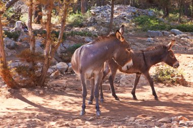 Eşek