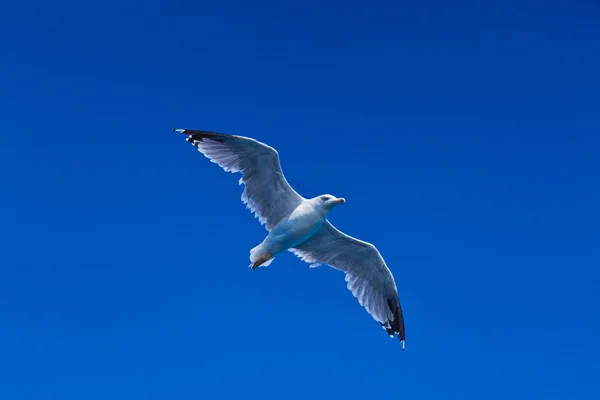 Seagull — Stock Photo, Image