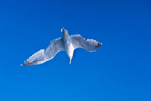 stock image Seagull