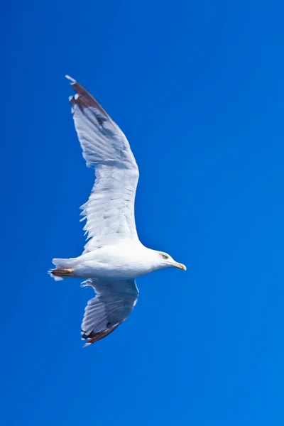 stock image Seagull