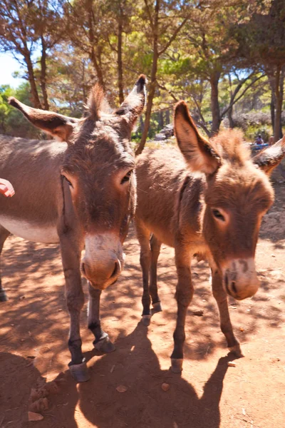 stock image Donkey