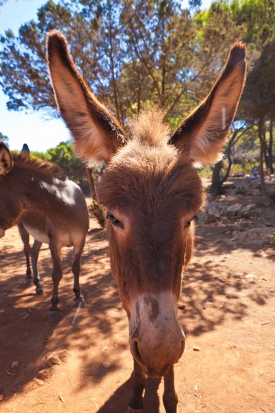 stock image Donkey