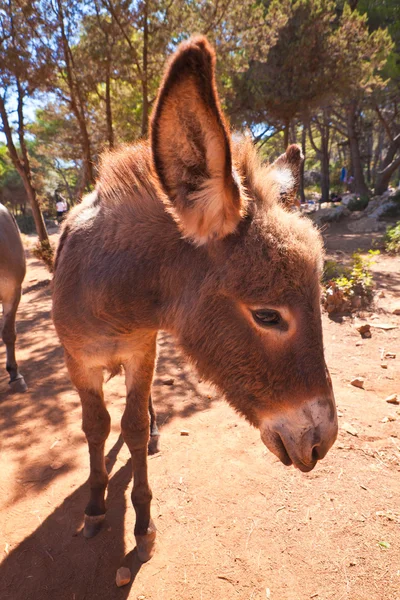 stock image Donkey