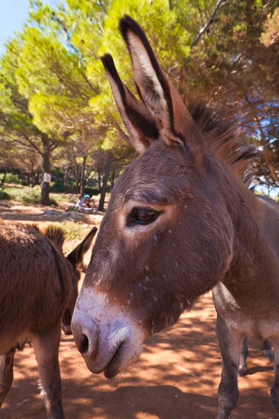 stock image Donkey