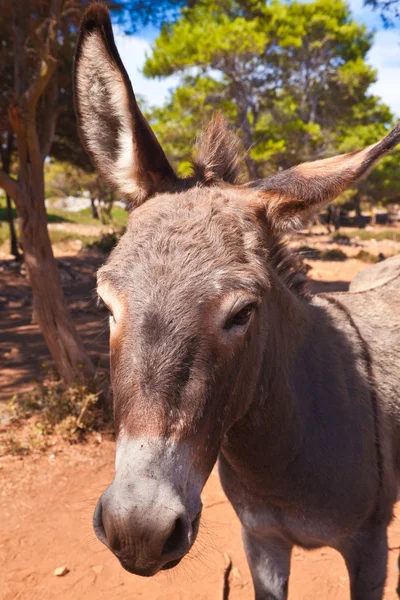 Stock image Donkey