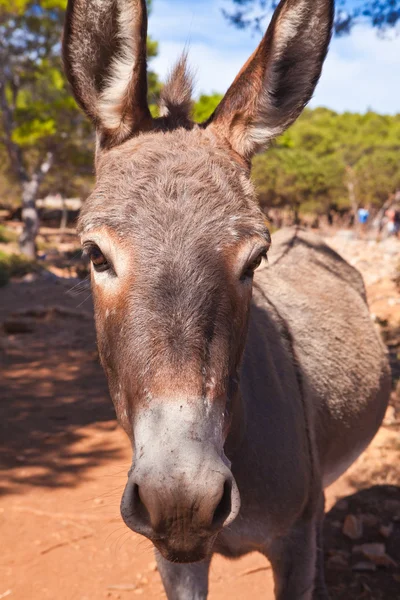 stock image Donkey